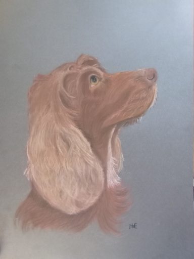 Een tekening van een cocker spaniel met lange oren en een vriendelijke uitstraling.