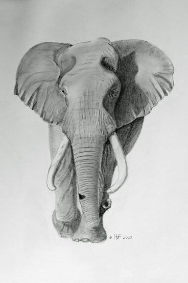 Zwart-witte tekening van een olifant met grote oren en slagtanden.