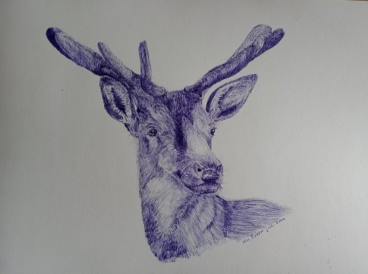 Een gedetailleerde pen tekening van het hoofd van een hert met geweien.