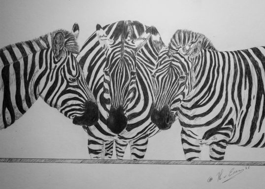 Nieuwe barcode Drie zebras met zwarte en witte strepen staan dicht bij elkaar.