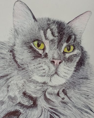 Grijze kat met geelgroene ogen en een fluffy vacht.