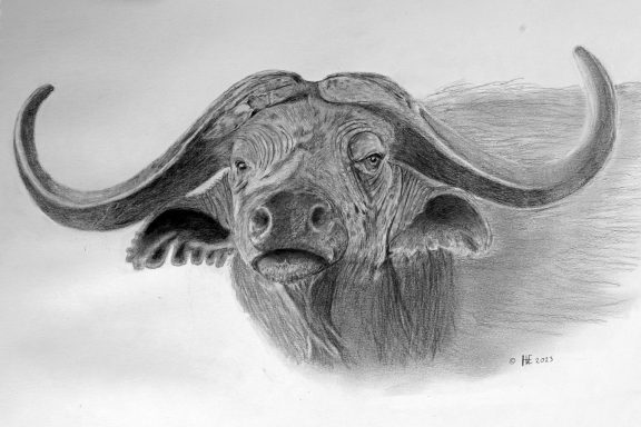 Zwart-witte tekening van een buffel met een stoere uitstraling.