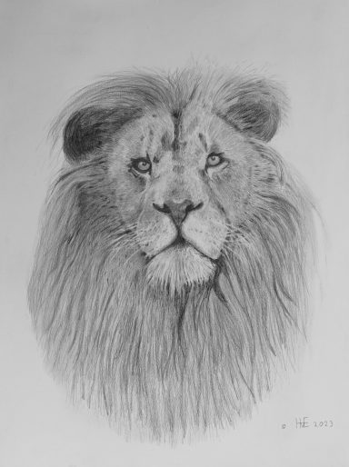 Een gedetailleerde potloodtekening van een leeuw met een weelderige manen.