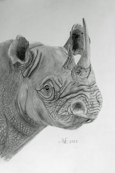 Potloodtekening van een neushoorn met gedetailleerde texturen en schaduwen.