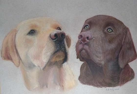Twee hondenportretten, een gele labrador en een chocolade labrador, kijkend naar boven.